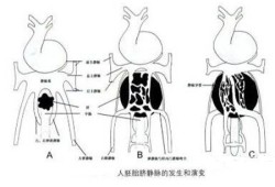为什么胎儿会右脐静脉（为什么胎儿会右脐静脉?）