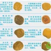 孕期便便多（孕期便便多是怎么回事）