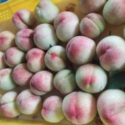 孕妇吃哪种桃比较好,孕妇吃水蜜桃对胎儿好吗有影响吗