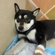 狗狗胃出血能治好吗,孕期胃出血怎么办快速止血