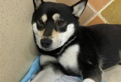 狗狗胃出血能治好吗,孕期胃出血怎么办快速止血