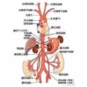 胎儿肺动脉比主动脉宽（胎儿肺动脉比主动脉宽）