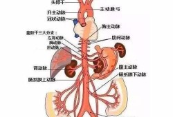 胎儿肺动脉比主动脉宽（胎儿肺动脉比主动脉宽）