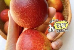 桃子孕妇可以吃吗,孕妇吃油桃对胎儿好吗有影响吗