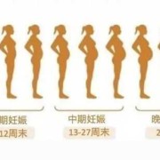 孕期肚子大小变化图（孕期肚子大小变化图片每个月）
