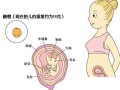 三个半月胎儿男女图像（三个半月胎儿男女图像）