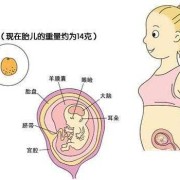 三个半月胎儿男女图像（三个半月胎儿男女图像）