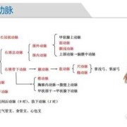 脉组词和部首,胎儿脉动脉sd正常值