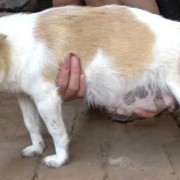 母狗怀孕几个月,狗的孕期多久生产
