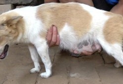 母狗怀孕几个月,狗的孕期多久生产