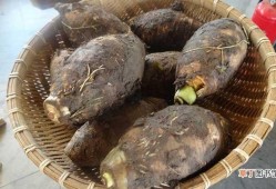 怀孕能吃芋头吗,孕期可以吃芋头吗早期
