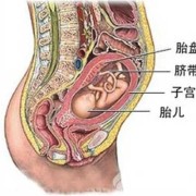 什么是胎盘向后,胎儿与胎盘的位置图片