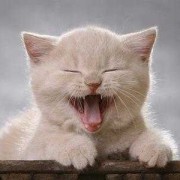 猫咪怀孕体重会增加多少正常,孕期增重过快怎么办