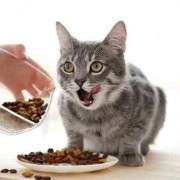 猫猫吃了猫粮，感觉吸收不了营养怎么办,孕期营养不足对胎儿的影响