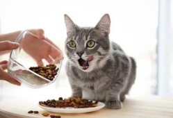 猫猫吃了猫粮，感觉吸收不了营养怎么办,孕期营养不足对胎儿的影响