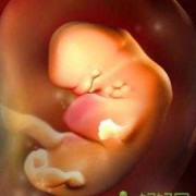 怀孕六个月胎儿是什么样（怀孕六个月胎儿是什么样子）