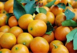 孕期能吃金桔吗（孕期能吃金桔吗?）