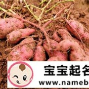 孕期梦见红薯（孕期梦见红薯）