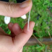 孕期绿色白带（孕期白带黄绿色是怎么回事）
