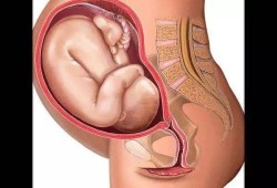 胎儿28周（怀孕28周，胎儿长到肚子什么位置）