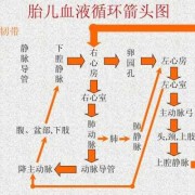 胎儿声刺激（胎儿声刺激操作流程）