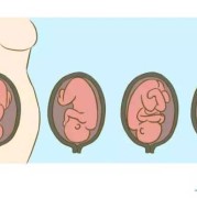 胎儿在肚子里翘屁股图（胎儿在肚子里翘屁股图片大全）