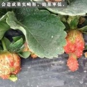 草莓头胎儿（草莓头胎儿出生后有什么症状）
