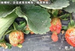草莓头胎儿（草莓头胎儿出生后有什么症状）