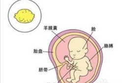 胎儿脐带吸收营养图（胎儿脐带吸收营养图片）