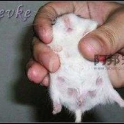 仓鼠孕期（仓鼠怀孕特征）