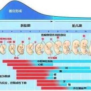 胎儿几周就能听到爸爸妈妈的声音,胎儿什么时候发育听力和视力