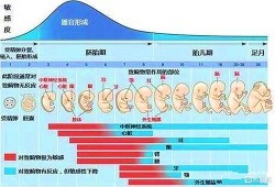 胎儿几周就能听到爸爸妈妈的声音,胎儿什么时候发育听力和视力
