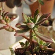 多肉入盆的注意事项,胎儿入盆后注意事项有哪些
