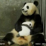 世界上在肚子里最久的婴儿,孕期最长的哺乳动物