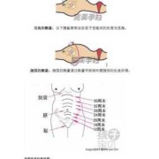 孕期腹围怎么测量（孕期腹围怎么测量图）