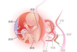 怀孕20周宝宝有多大啊？不知道一般情况下怀孕后胎儿有多大,二十周的胎儿有多大图片