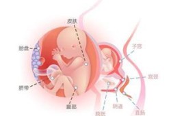 怀孕20周宝宝有多大啊？不知道一般情况下怀孕后胎儿有多大,二十周的胎儿有多大图片