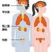 孕期内分泌（孕期内分泌）