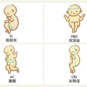 27周胎儿双顶径看男女（从双顶径和股骨长怎么看出我的宝宝是头大还是腿长）