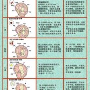胎儿的发育（胎儿的发育过程 全程）