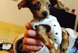 孕晚期胎儿哆嗦（泰迪狗狗剃毛后老哆嗦怎么回事）