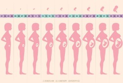 怀孕五个月是多少周了？不知道怀孕后月份和周数怎么换算,五个月胎儿有多大了图片