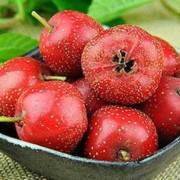 孕期山楂（孕期山楂可以吃吗）