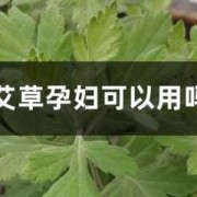 孕期艾灸（孕妇可以吃艾草吗）