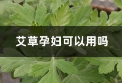 孕期艾灸（孕妇可以吃艾草吗）