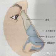 鼻梁骨短怎么办,胎儿鼻骨偏短会导致什么