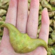 孕妇吃菱角对胎儿好吗（宝宝可以吃菱角吗）