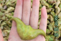 孕妇吃菱角对胎儿好吗（宝宝可以吃菱角吗）