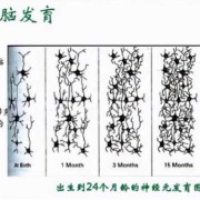 4岁小孩大脑发育好没,胎儿脑发育的关键期是