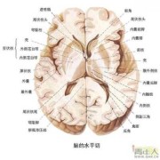 生子豆又叫什么豆,胎儿豆状核尾状核界限不清